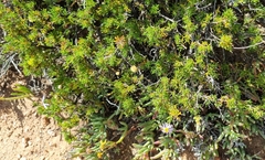 Felicia filifolia