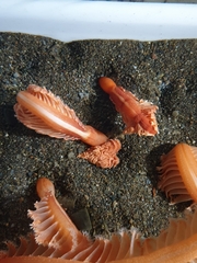 Pennatula rubra