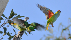 Parvipsitta porphyrocephala