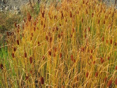 Typha laxmannii
