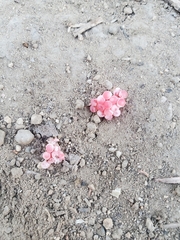 Pomacea canaliculata