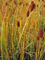 Typha laxmannii