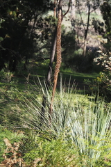 Xanthorrhoea