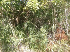 Cyperus textilis