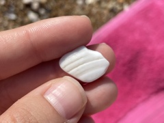 Turritellinella tricarinata