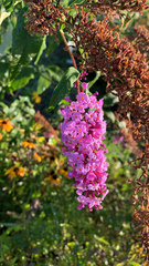 Buddleja davidii