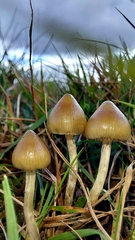 Psilocybe semilanceata