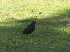 Ptilonorhynchus violaceus