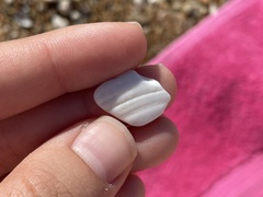 Turritellinella tricarinata