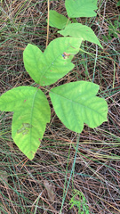 Toxicodendron pubescens