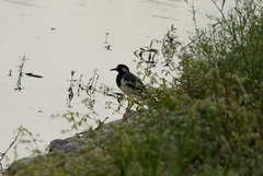Vanellus indicus