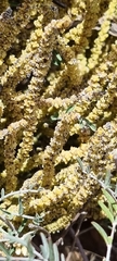 Crassula muscosa