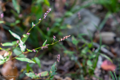 Persicaria longiseta