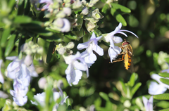 Syrphus octomaculatus