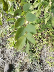 Fraxinus excelsior