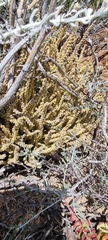 Crassula muscosa
