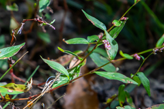 Persicaria longiseta