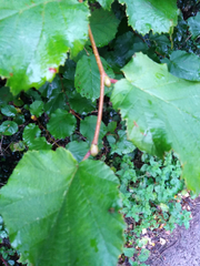 Phytoptus avellanae
