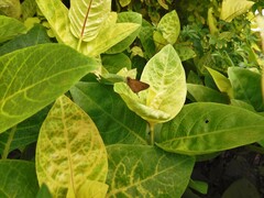 Polytremis lubricans