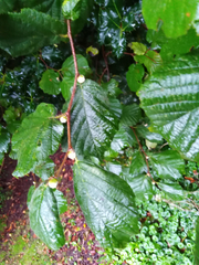 Phytoptus avellanae