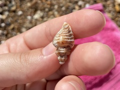 Muricidae