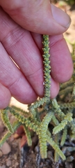 Crassula muscosa