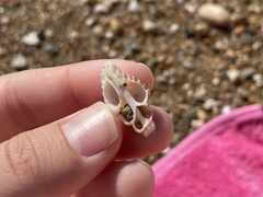 Muricidae