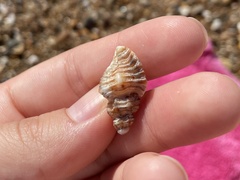 Muricidae