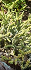 Crassula muscosa