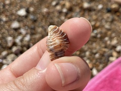 Muricidae