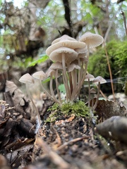 Mycena galericulata