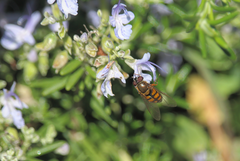 Syrphus octomaculatus
