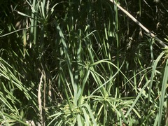 Cyperus textilis