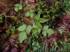 Rubus spectabilis