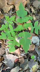 Polymnia canadensis