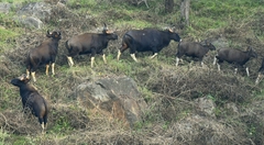 Bos gaurus