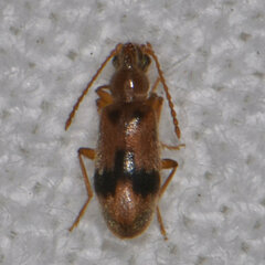 Notoxus desertus