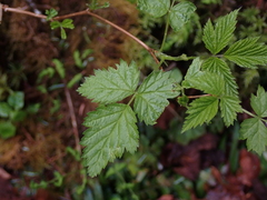 Rubus spectabilis