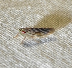 Chlorotettix necopinus