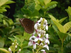 Elymnias hypermnestra beatrice