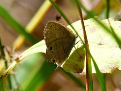 Hermeuptychia sosybius