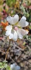 Anisodontea