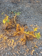 Proboscidea althaeifolia