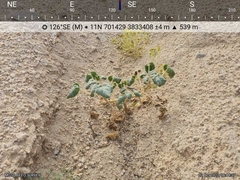 Proboscidea althaeifolia