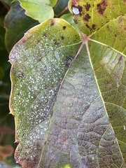 Phyllosticta ampelicida