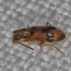 Notoxus desertus