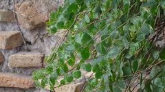 Capparis spinosa