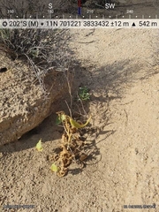 Proboscidea althaeifolia