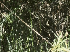Cyperus textilis