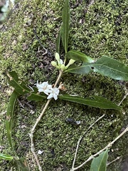 Tricalysia capensis transvaalensis